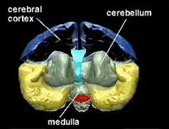 3D graphic of frontal lobe