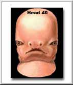 Human Facial Development at 40 days