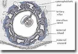 Amniochorionic Membrane